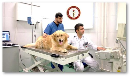 دامپزشکی دانشگاه آنکارا